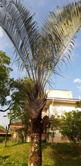 Arecaceae