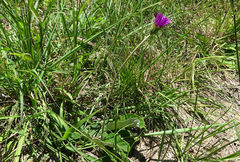 Gerbera viridifolia