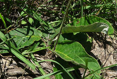 Gerbera viridifolia