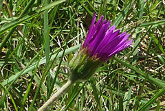 Gerbera viridifolia