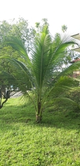Cocos nucifera
