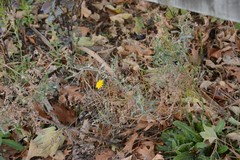 Senecio glomeratus