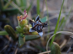 Ruschia depressa