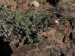 Lampranthus algoensis