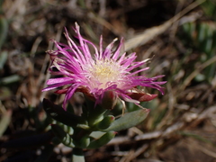 Lampranthus algoensis
