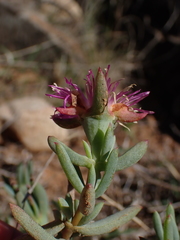 Lampranthus algoensis