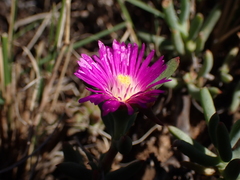 Lampranthus algoensis