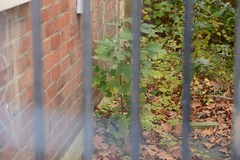 Acer pseudoplatanus
