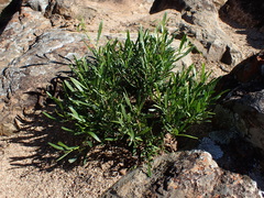 Dodonaea viscosa angustifolia