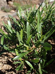 Dodonaea viscosa angustifolia