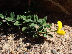 Argyrolobium pumilum