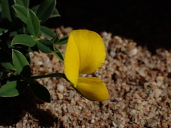 Argyrolobium pumilum