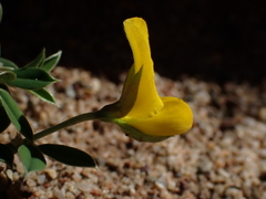 Argyrolobium pumilum