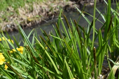 Carex dispalata