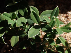 Argyrolobium pumilum