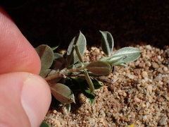 Argyrolobium pumilum