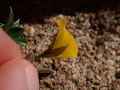 Argyrolobium pumilum