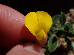 Argyrolobium pumilum