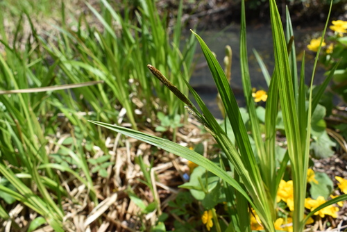 Image of Carex dispalata by (c) Repina Tatyana, some rights reserved (CC BY)