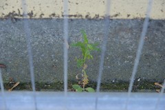 Senecio vulgaris