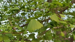 Ginkgo biloba