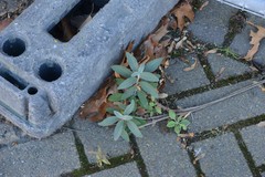 Buddleja davidii