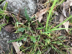 Rorippa laciniata