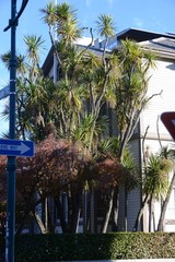 Cordyline australis