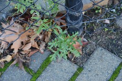Senecio vulgaris