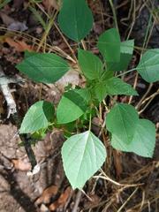 Acalypha indica indica