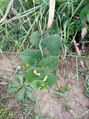 Aristolochia navicularis image