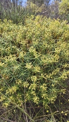 Euphorbia regis-jubae