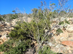 Passerina obtusifolia