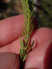 Passerina obtusifolia