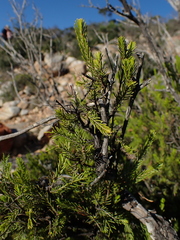 Passerina obtusifolia