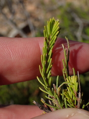 Passerina obtusifolia
