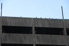 Columba livia domestica