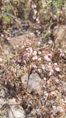 Cuscuta planiflora