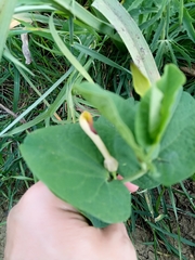 Aristolochia navicularis image