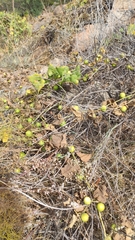 Bryonia verrucosa