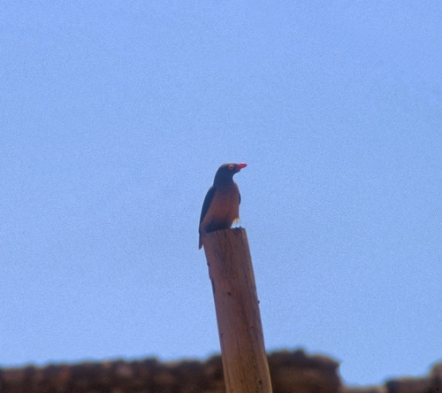 Red-billed Oxpecker
