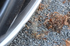 Senecio quadridentatus