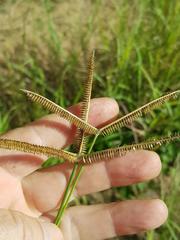 Dactyloctenium australe