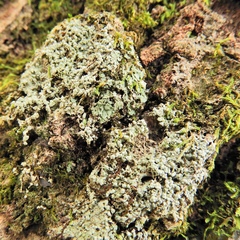 Pertusaria globularis