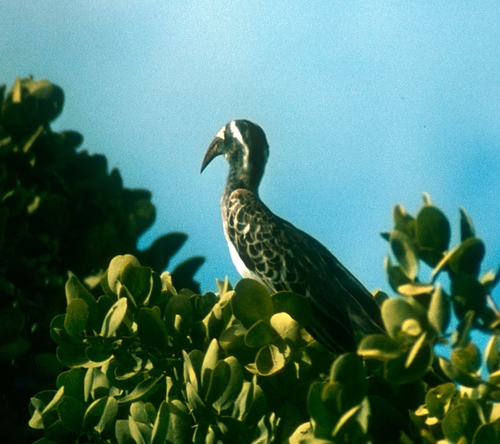 African Gray Hornbill