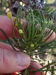 Euryops brevipapposus