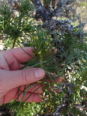 Euryops brevipapposus