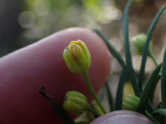 Euryops brevipapposus