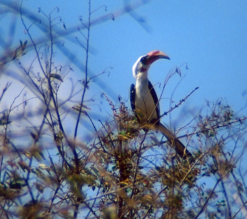 Von der Decken's Hornbill