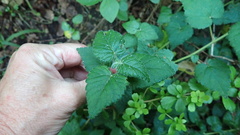 Acalypha capensis